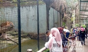 Bebas Tiket Masuk Sebabkan Pengunjung Bandung Zoo Membeludak Samai Libur Lebaran