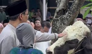 Batal Berangkat Naik Haji, Menkeu RI Kurban Dua Ekor Sapi