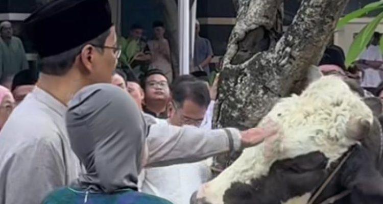 Batal Berangkat Naik Haji, Menkeu RI Kurban Dua Ekor Sapi