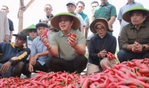 KDMP Lengkong Sukses Budidaya Cabai Merah, Pemkab Bandung Dorong Penguatan Modal