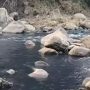 Viral Sungai Ciwidey Dialiri Limbah Menghitam, KDM Pastikan Segera Identifikasi Pelaku